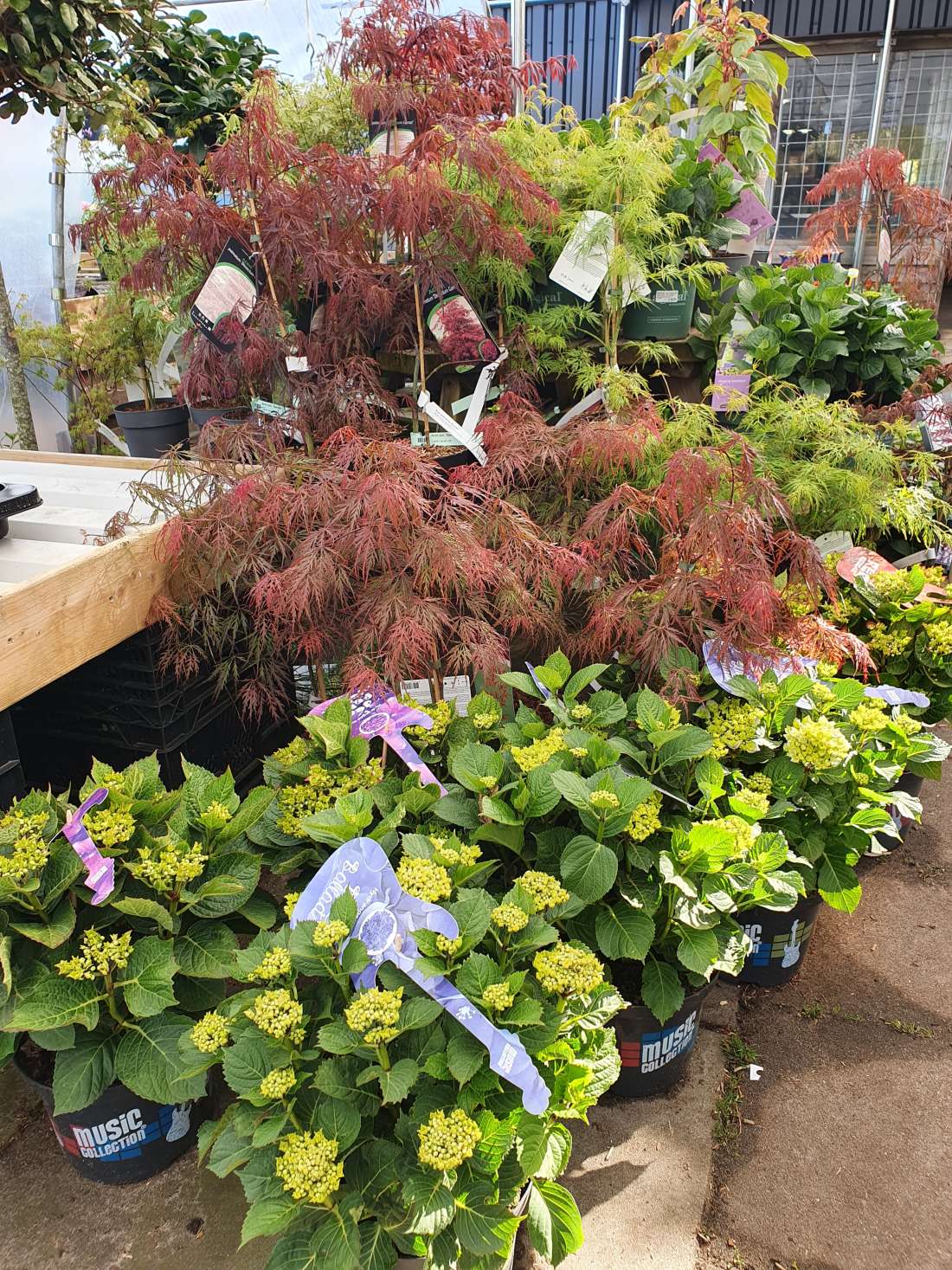 Groot aanbod van bloemen, planten en bomen.